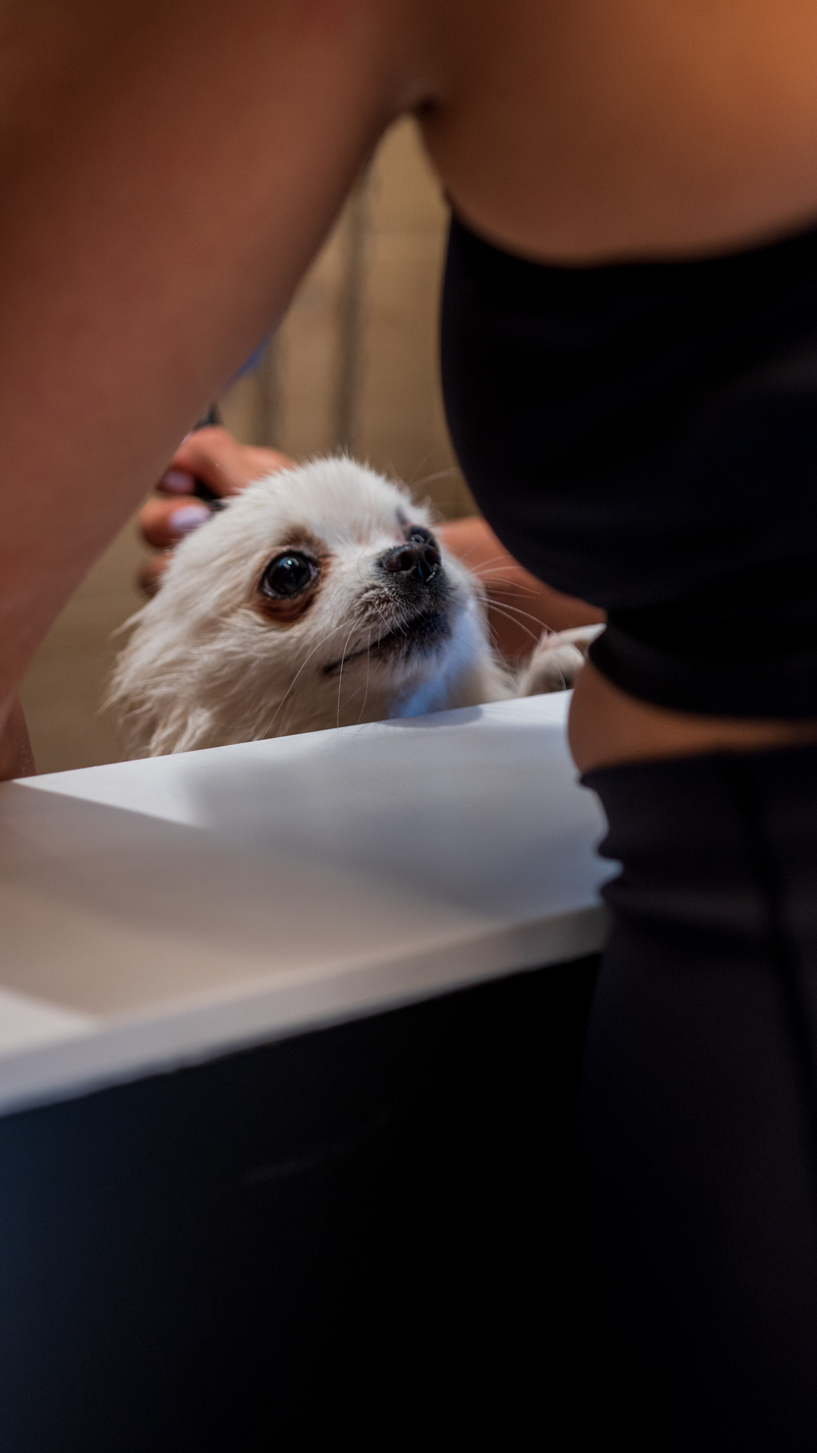 Un perro descubre el espacio de TARO Pet Wash