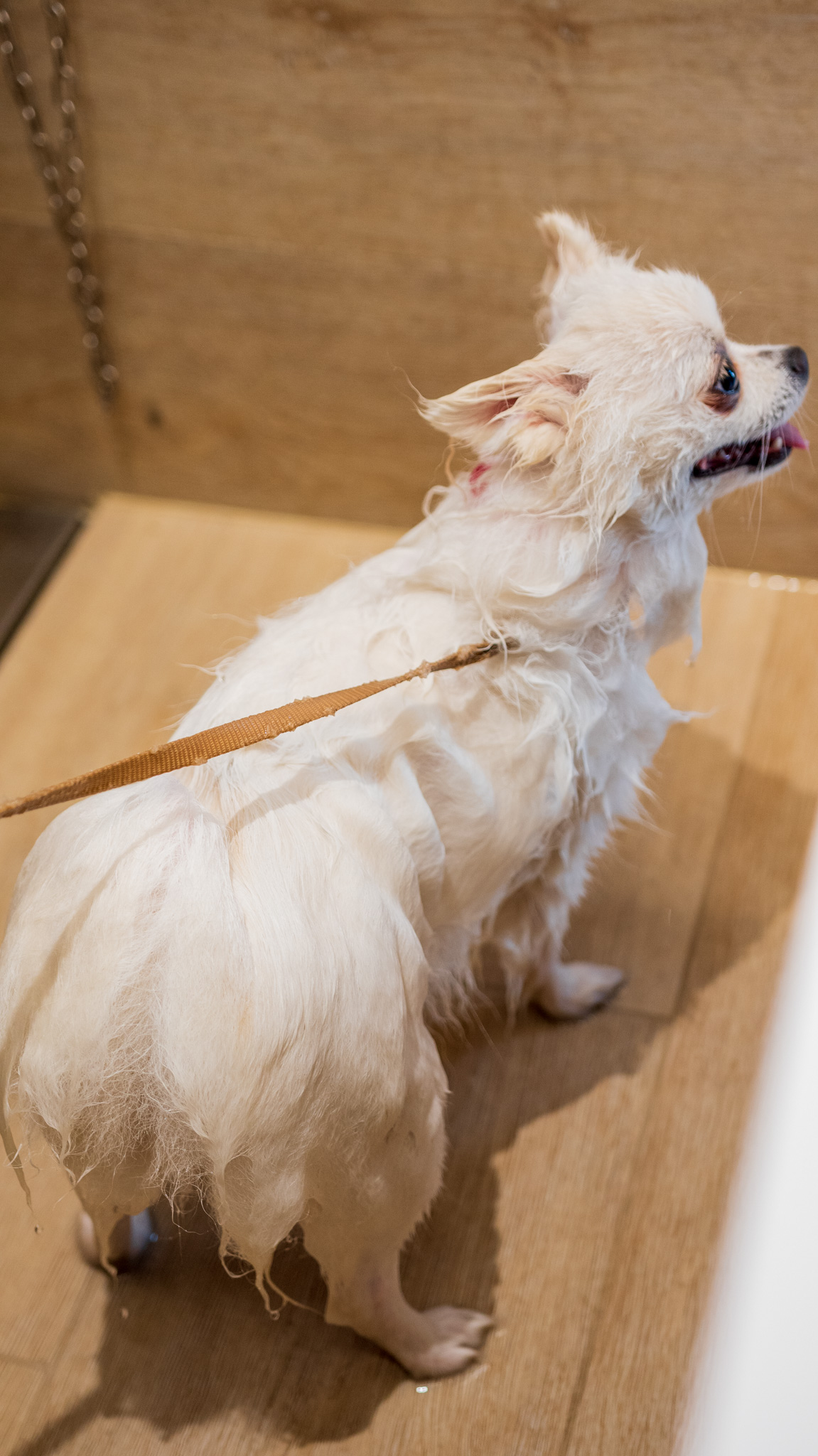 El perro entra en las instalaciones