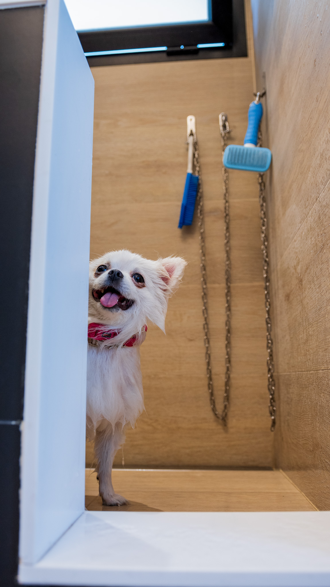 El perro explora las instalaciones