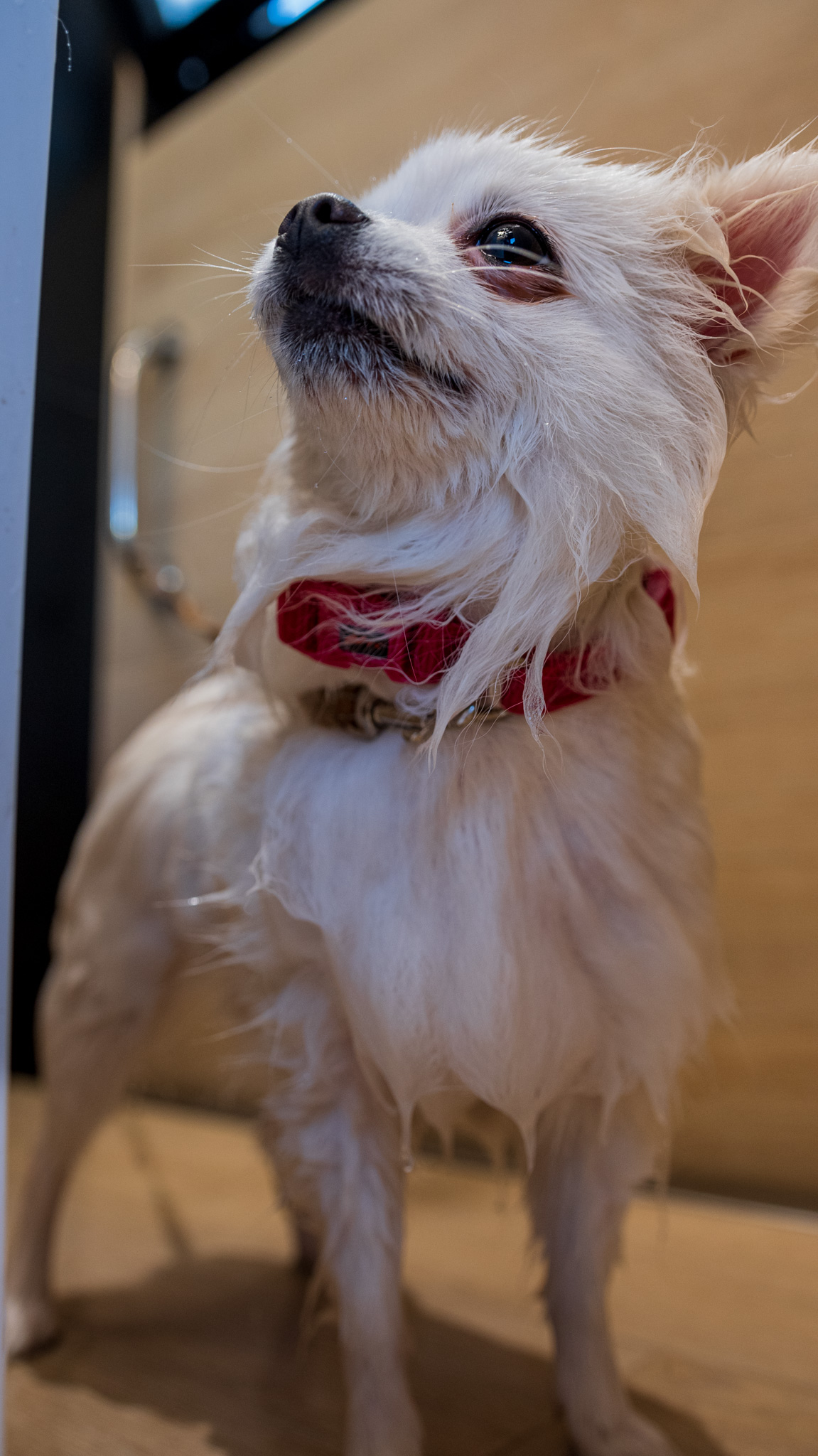 El perro dentro de la zona de baño