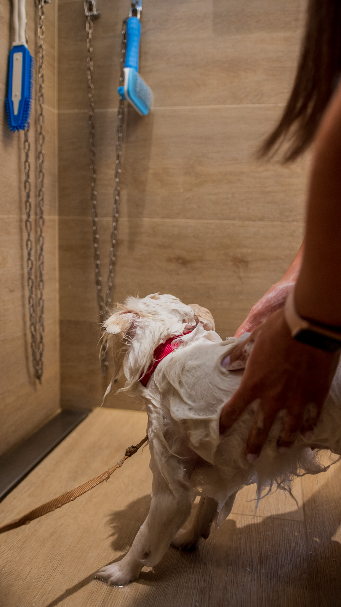 Perro grande dentro de las instalaciones de TARO Pet Wash