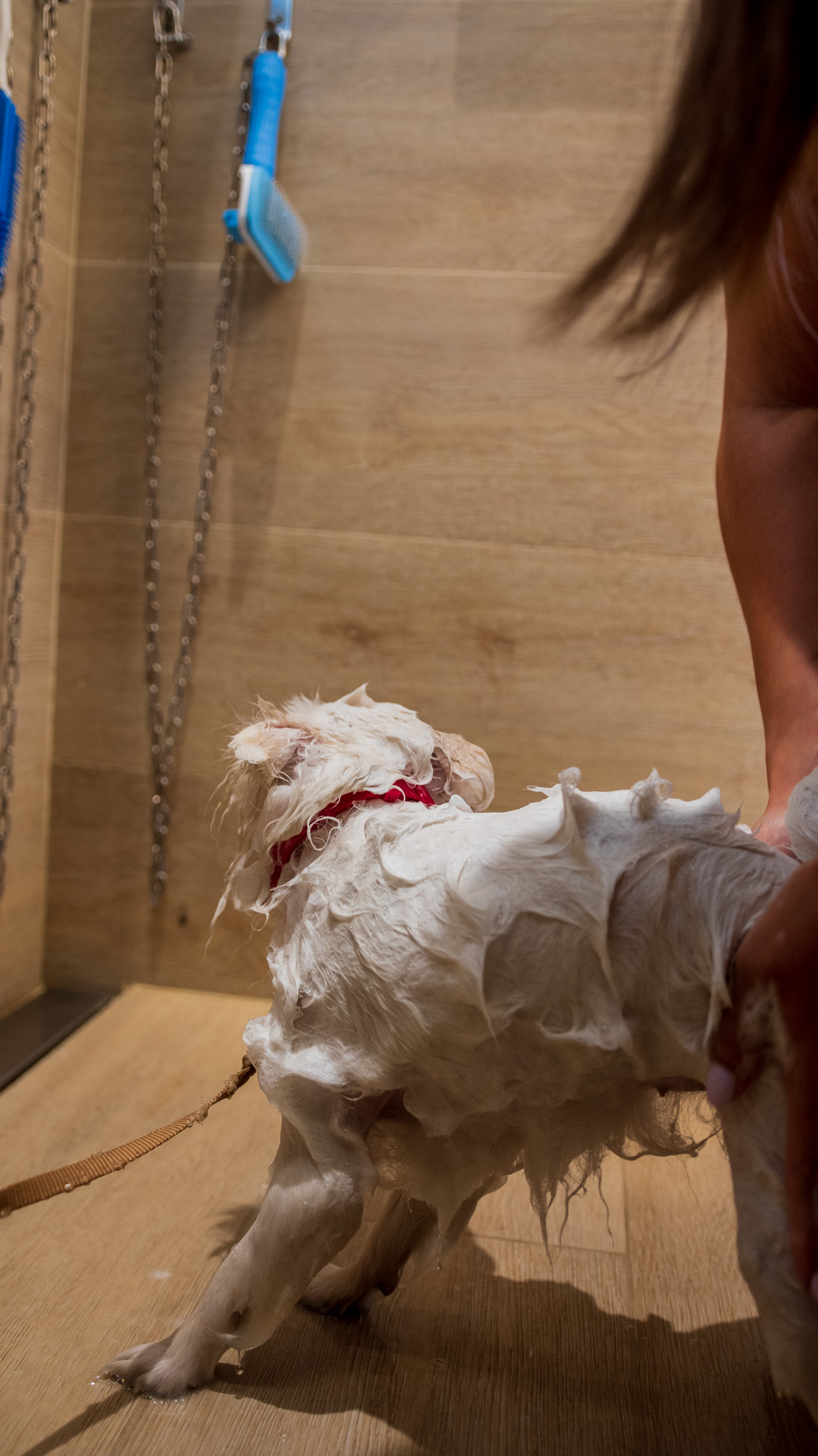 El perro se acomoda en la zona de baño