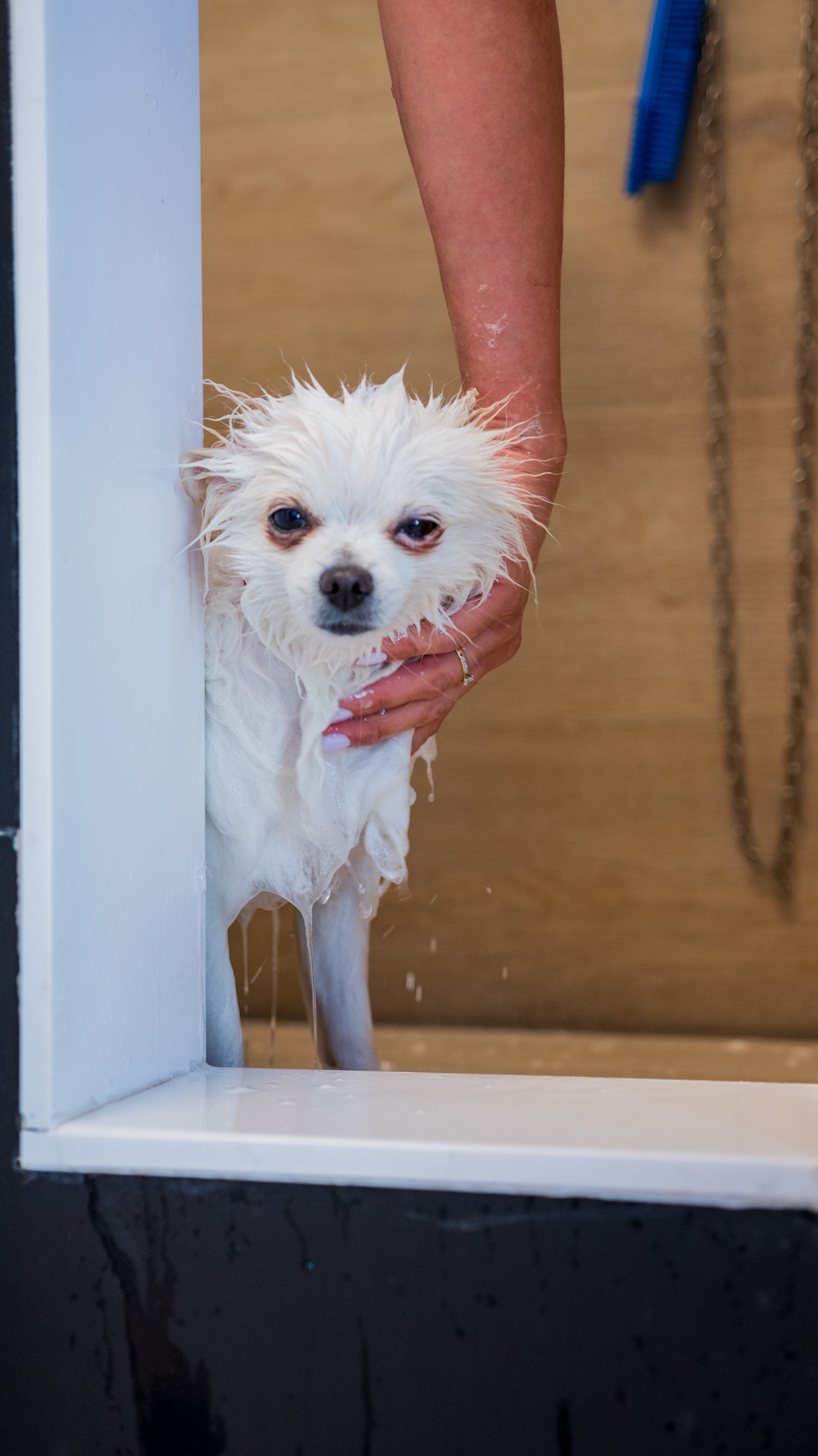 Espacio suficiente para perros de cualquier tamaño