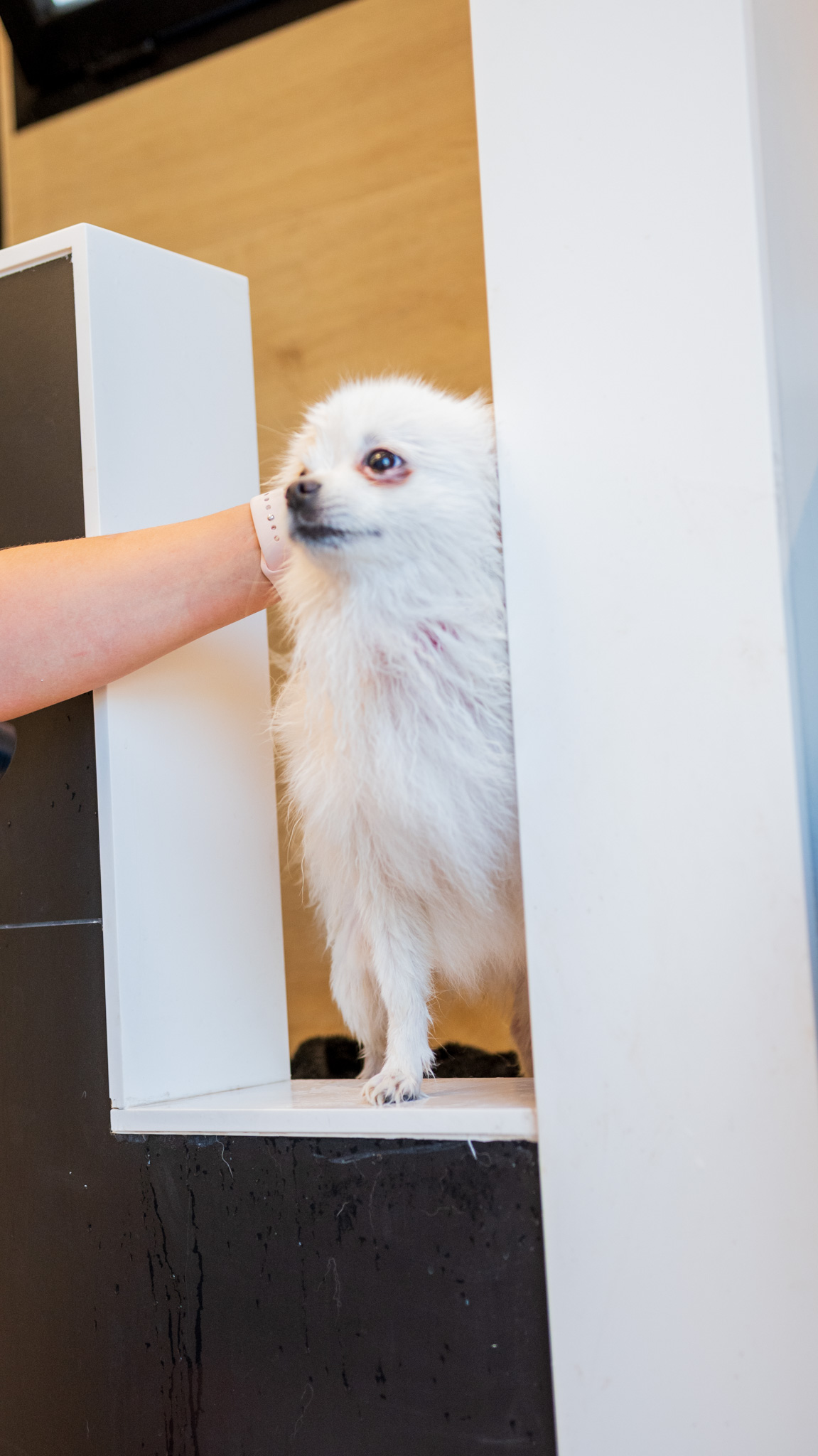 Dueño disfrutando del baño con su perro